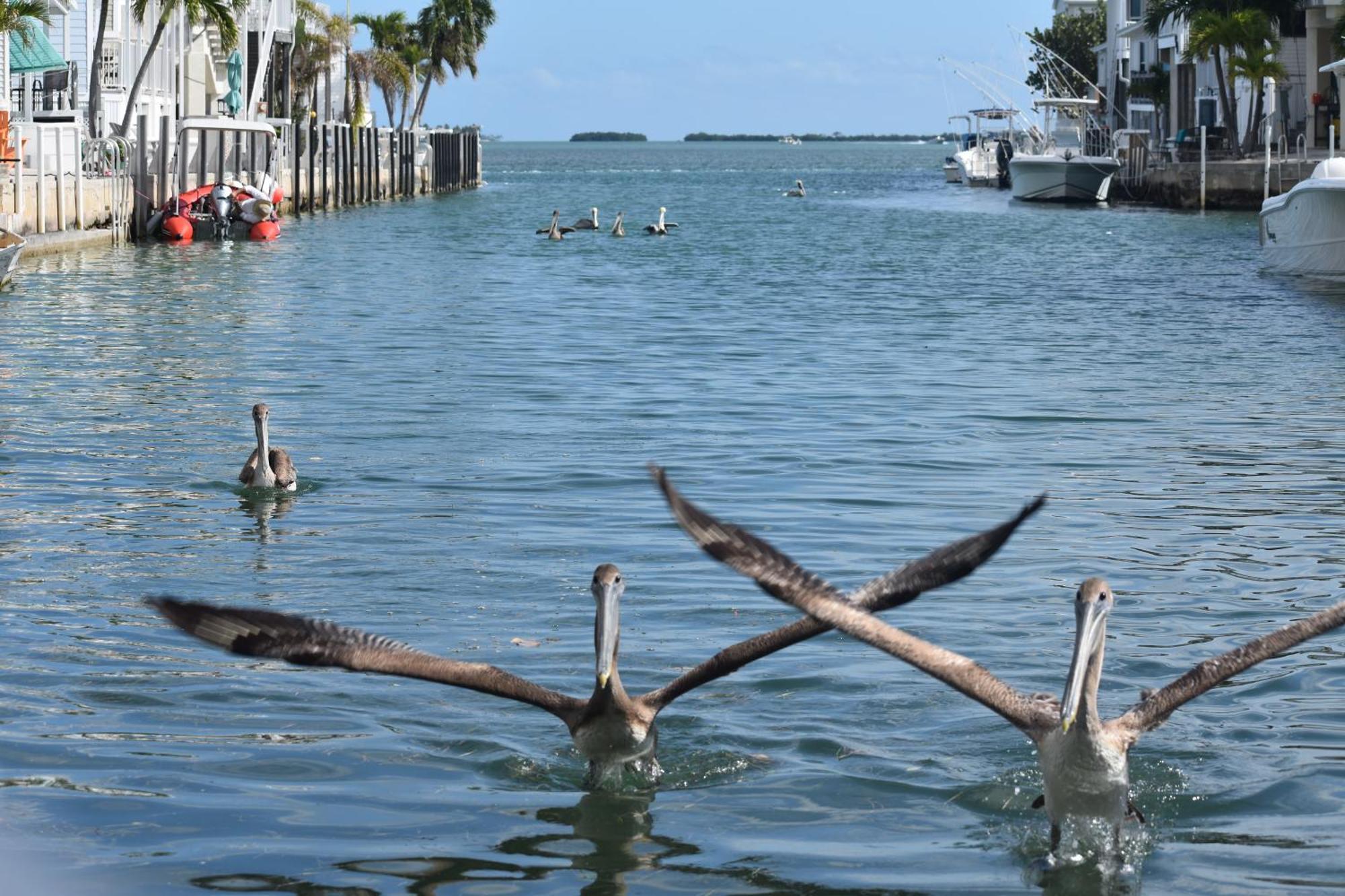 Pelican'S Roost, Waterfront Comfort At Venture Out Cudjoe Key Exterior photo